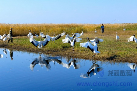 深圳龍視數(shù)碼景區(qū)/保護(hù)區(qū)無(wú)線微波視頻監(jiān)控